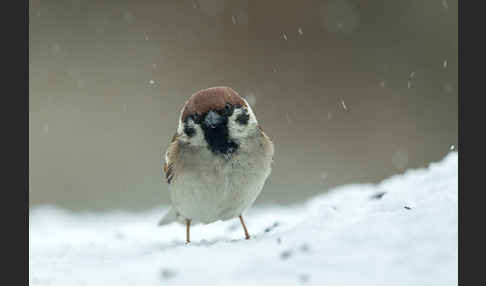 Feldsperling (Passer montanus)