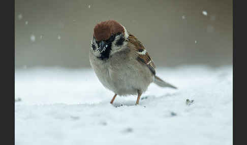 Feldsperling (Passer montanus)