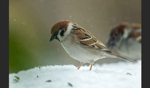 Feldsperling (Passer montanus)