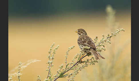 Grauammer (Miliaria calandra)