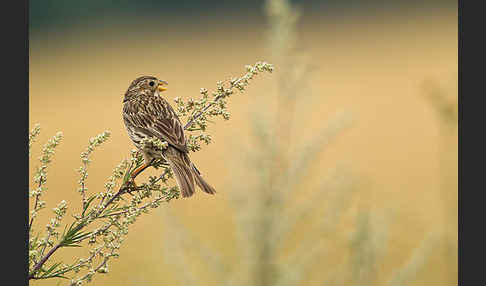 Grauammer (Miliaria calandra)