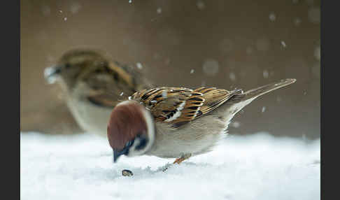 Feldsperling (Passer montanus)