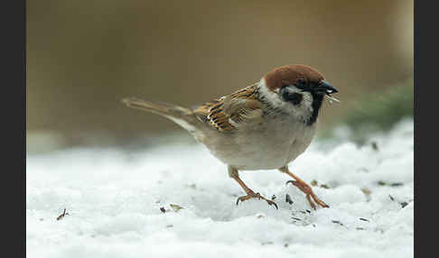 Feldsperling (Passer montanus)