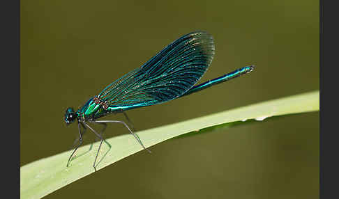 Gebänderte Prachtlibelle (Calopteryx splendens)