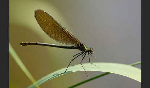 Gebänderte Prachtlibelle (Calopteryx splendens)