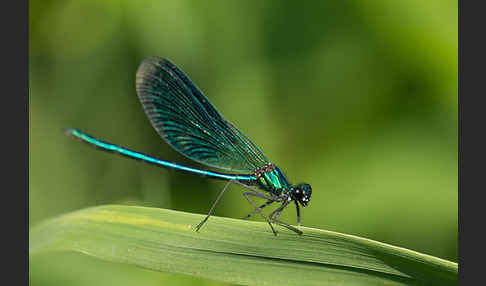 Gebänderte Prachtlibelle (Calopteryx splendens)