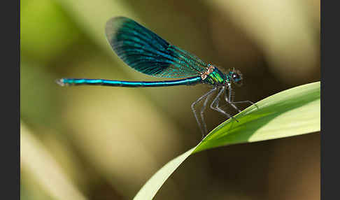 Gebänderte Prachtlibelle (Calopteryx splendens)