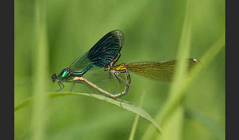 Gebänderte Prachtlibelle (Calopteryx splendens)