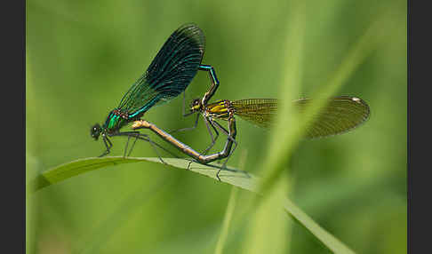 Gebänderte Prachtlibelle (Calopteryx splendens)