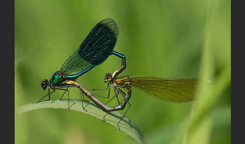 Gebänderte Prachtlibelle (Calopteryx splendens)