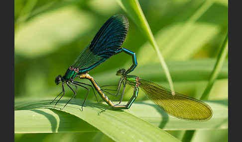 Gebänderte Prachtlibelle (Calopteryx splendens)