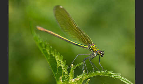 Gebänderte Prachtlibelle (Calopteryx splendens)