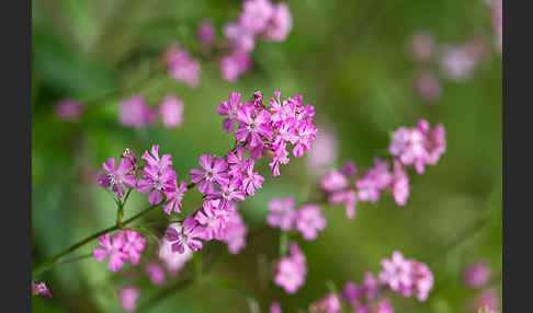 Gemeine Pechnelke (Lychnis viscaria)