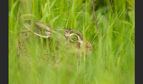 Feldhase (Lepus europaeus)