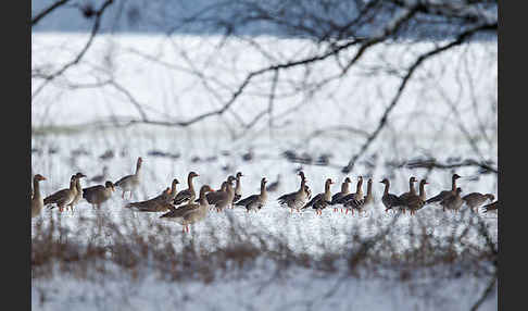 Tundrasaatgans (Anser fabalis rossicus)