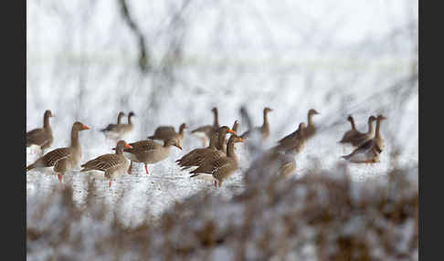 Tundrasaatgans (Anser fabalis rossicus)