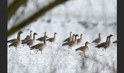 Tundrasaatgans (Anser fabalis rossicus)