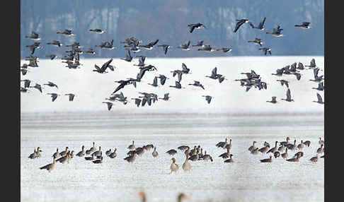 Tundrasaatgans (Anser fabalis rossicus)