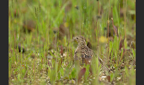 Feldlerche (Alauda arvensis)