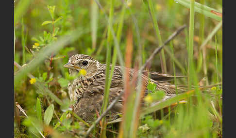 Feldlerche (Alauda arvensis)