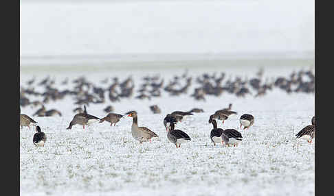 Tundrasaatgans (Anser fabalis rossicus)