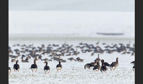 Tundrasaatgans (Anser fabalis rossicus)