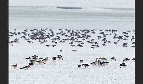 Tundrasaatgans (Anser fabalis rossicus)