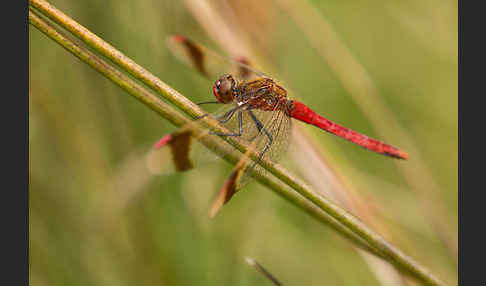 Gebänderte Heidelibelle (Sympetrum pedemontanum)