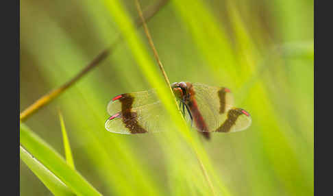 Gebänderte Heidelibelle (Sympetrum pedemontanum)