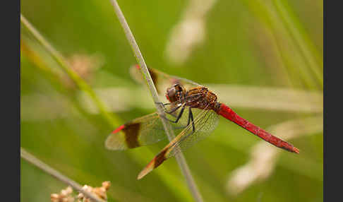 Gebänderte Heidelibelle (Sympetrum pedemontanum)