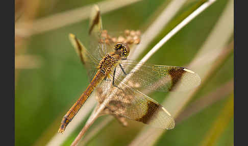 Gebänderte Heidelibelle (Sympetrum pedemontanum)