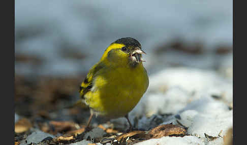 Erlenzeisig (Carduelis spinus)