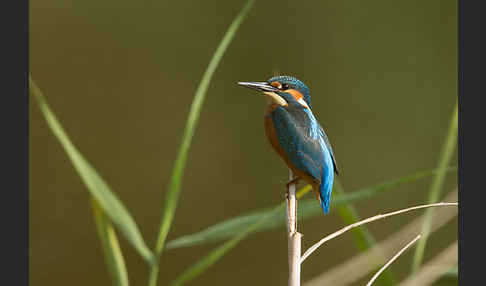 Eisvogel (Alcedo atthis)