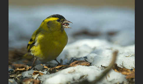 Erlenzeisig (Carduelis spinus)