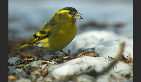 Erlenzeisig (Carduelis spinus)