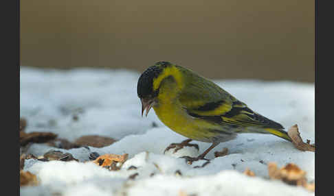 Erlenzeisig (Carduelis spinus)