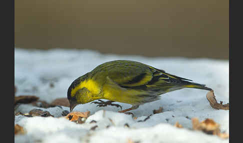 Erlenzeisig (Carduelis spinus)