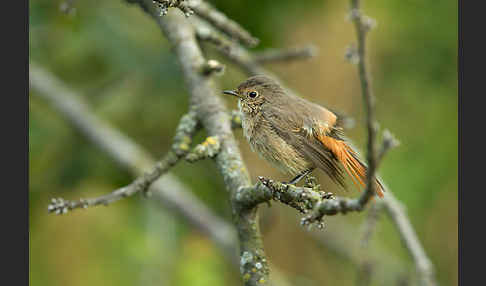 Gartenrotschwanz (Phoenicurus phoenicurus)