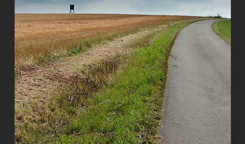 Intensive Landwirtschaft (industrial agriculture)