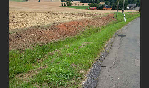 Intensive Landwirtschaft (industrial agriculture)