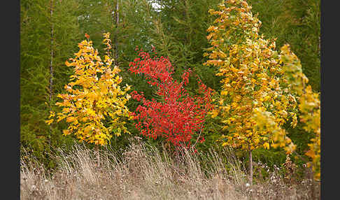 Wilde Vogel-Kirsche (Prunus avium subsp. avium)