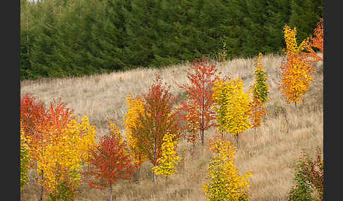 Wilde Vogel-Kirsche (Prunus avium subsp. avium)