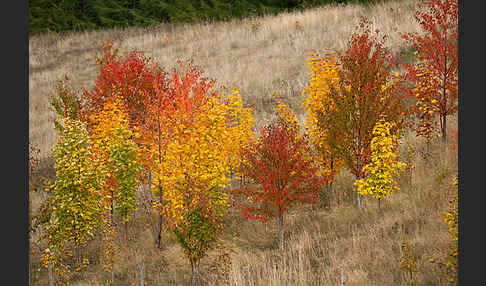 Wilde Vogel-Kirsche (Prunus avium subsp. avium)