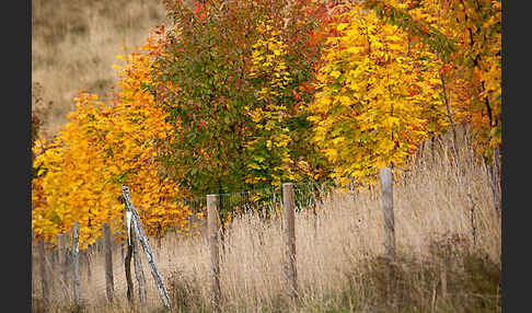 Wilde Vogel-Kirsche (Prunus avium subsp. avium)