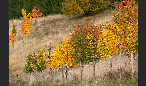 Wilde Vogel-Kirsche (Prunus avium subsp. avium)