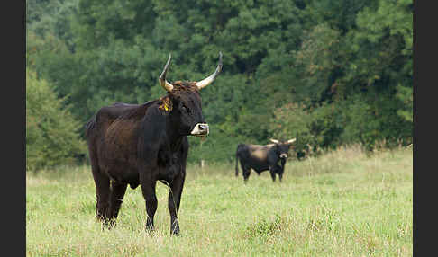 Heckrind (Bos taurus taurus)