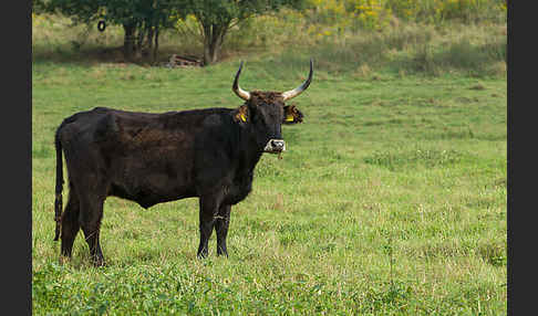 Heckrind (Bos taurus taurus)