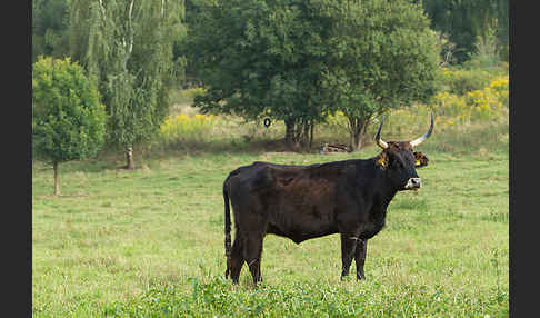 Heckrind (Bos taurus taurus)