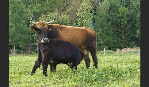 Heckrind (Bos taurus taurus)