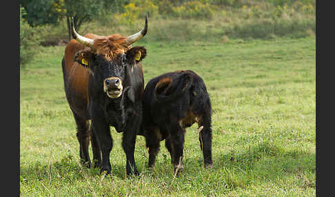 Heckrind (Bos taurus taurus)